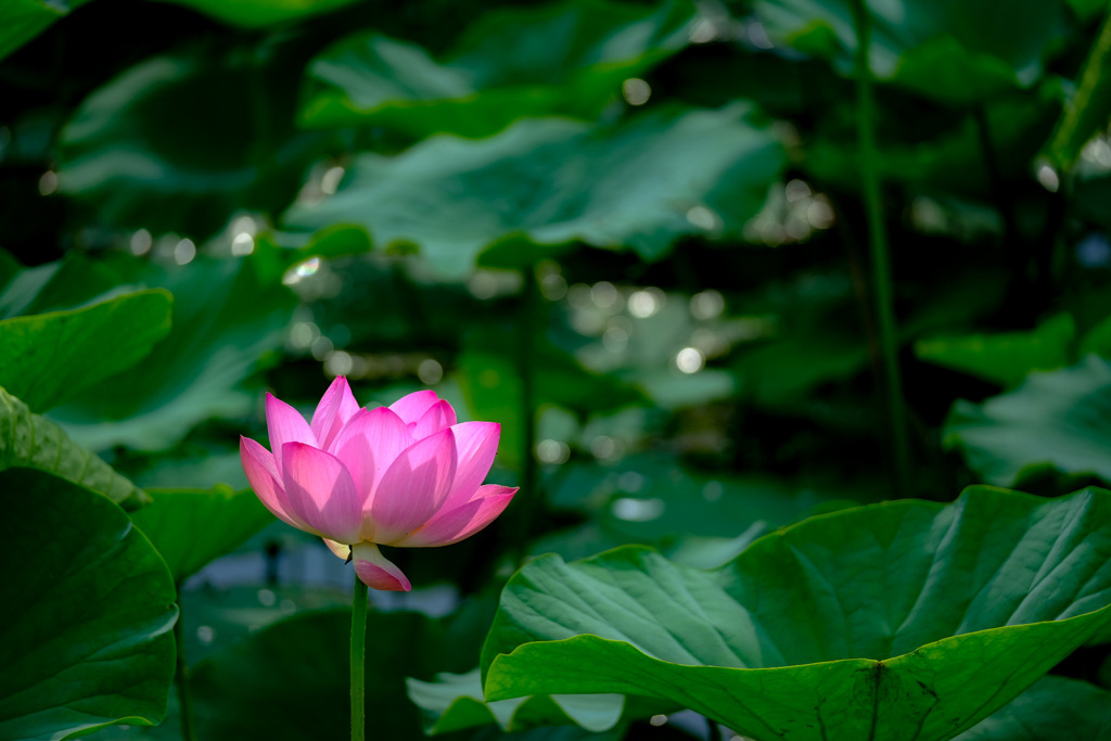 公園の花3