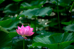 公園の花3