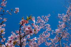 春うらら。〜3