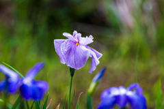 花菖蒲1
