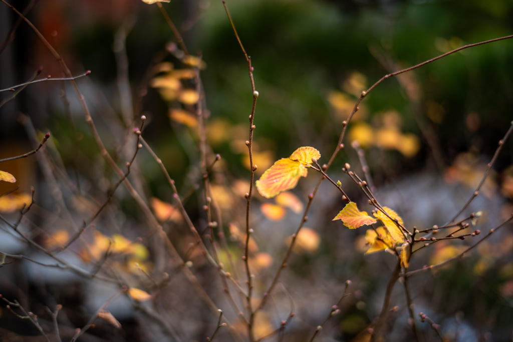 冬の鎌倉、散歩道。〜12