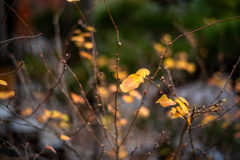 冬の鎌倉、散歩道。〜12