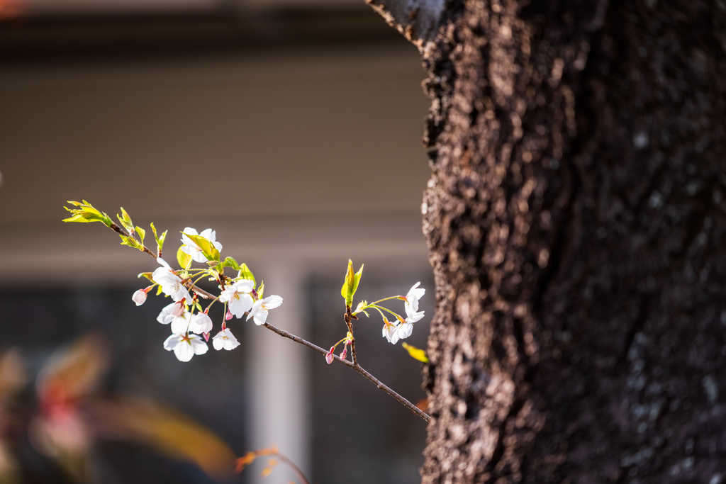 sakura