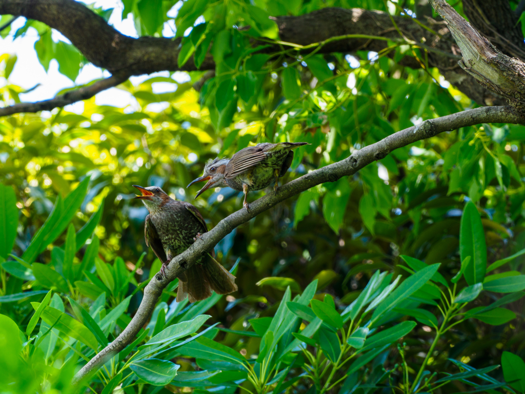 鳥の楽園〜9