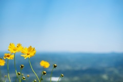 空に咲く花
