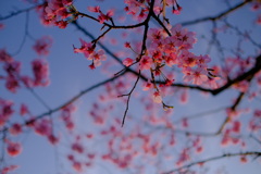 春が来た。14