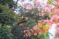 鎌倉より〜秋の風景-6