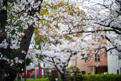 桜〜ソメイヨシノ5