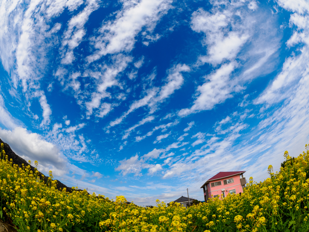 菜の花畑