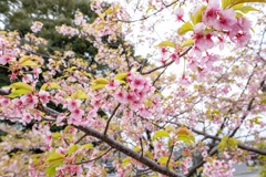 河津桜