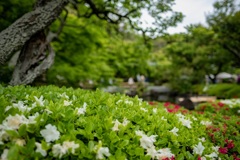 鎌倉散歩15