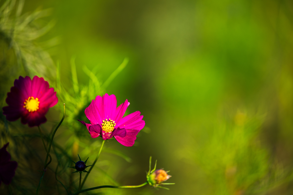 秋桜