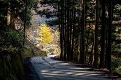 林道