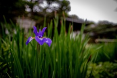 鎌倉散歩28