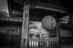 鎌倉散歩16
