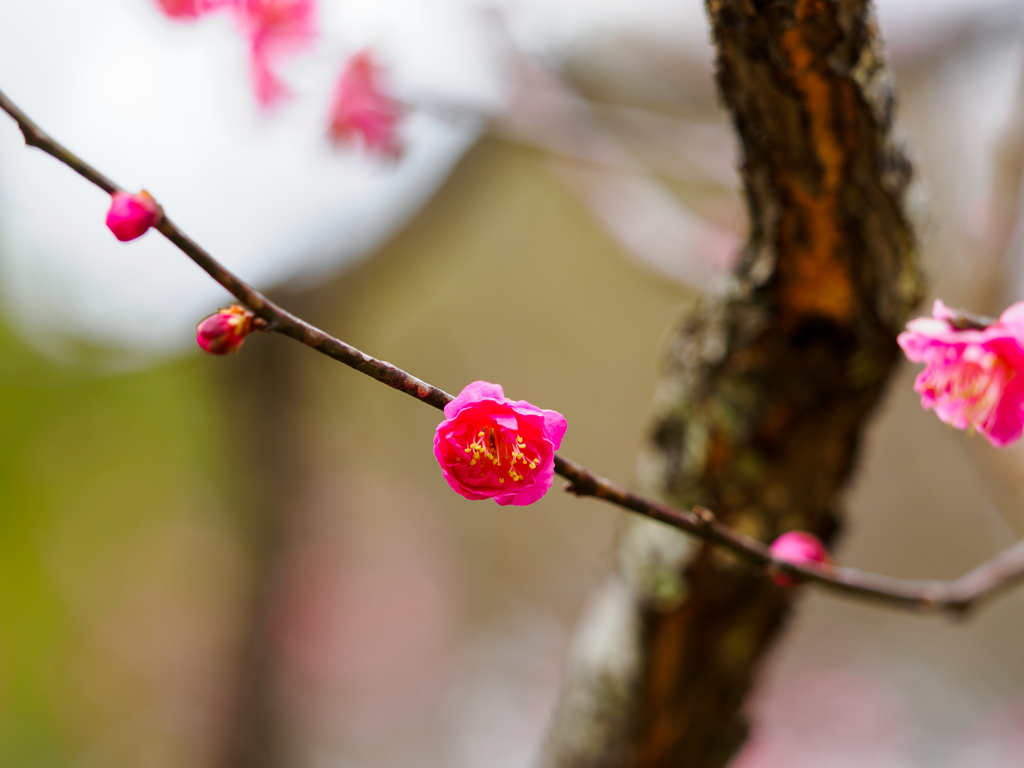 梅の花〜4