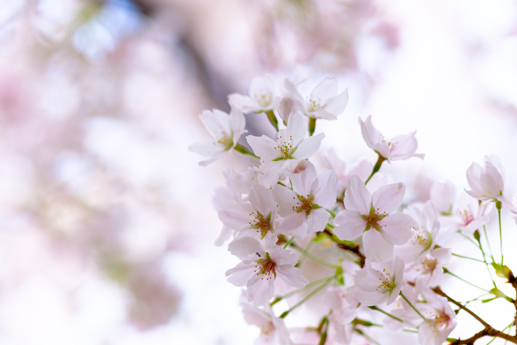 桜〜9