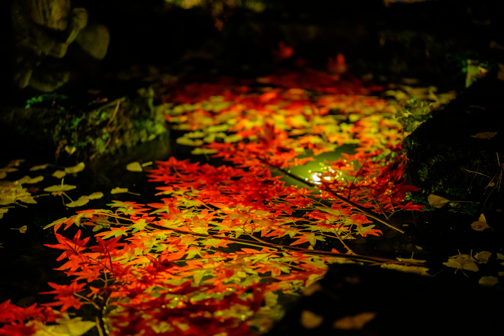 ひっそりと、紅く