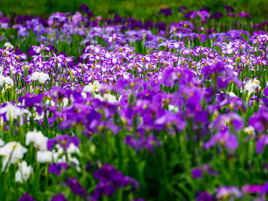 花菖蒲〜6