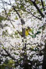 桜〜ソメイヨシノ3