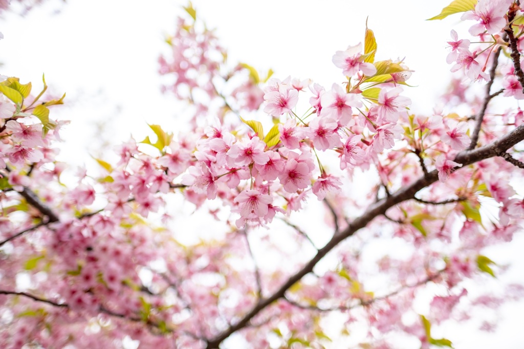 河津桜