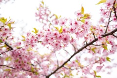 河津桜