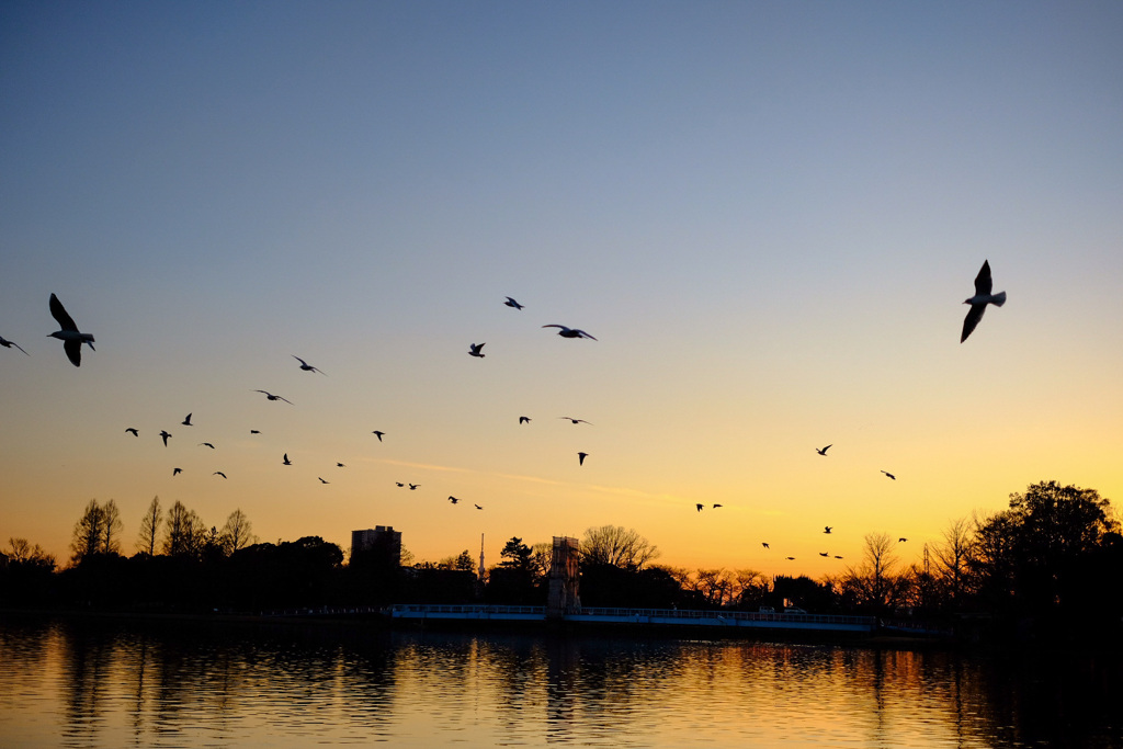 夕焼けと公園の風景8