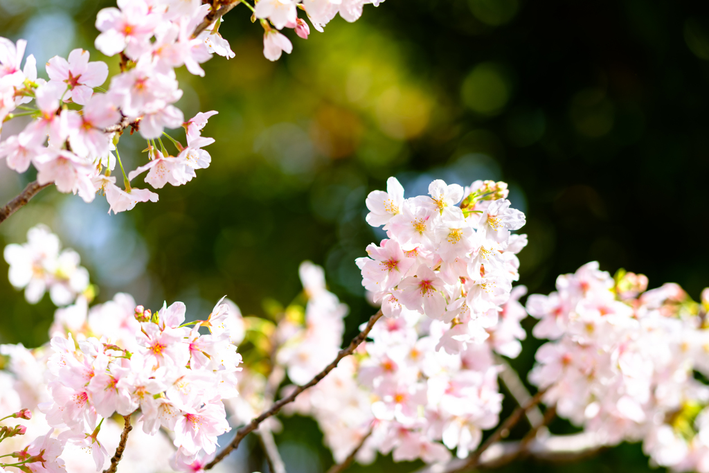 桜〜7