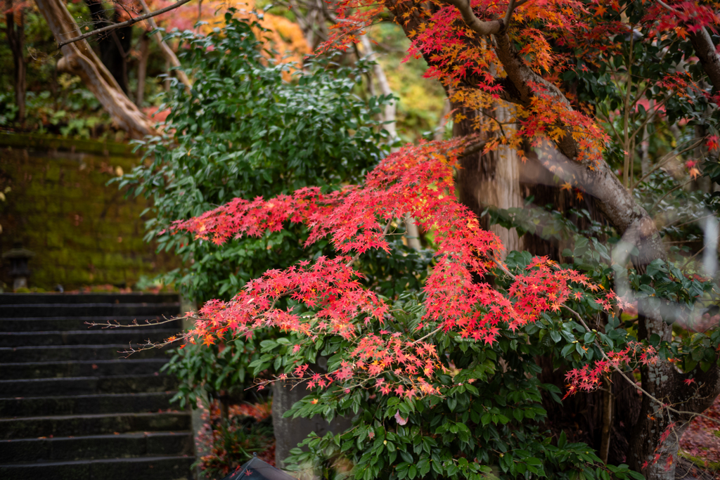 冬の鎌倉、散歩道。〜8