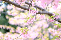 河津桜