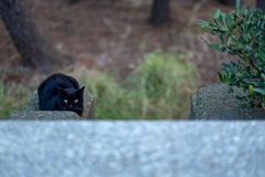 三番瀬の黒猫サブロー