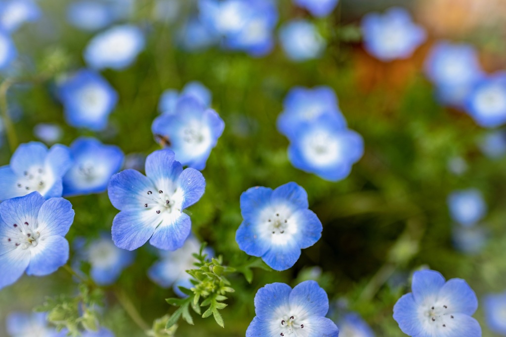 庭の花4