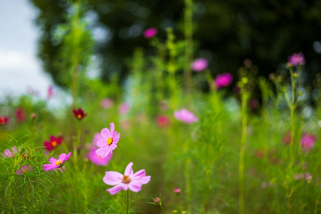 河原に咲く秋桜5