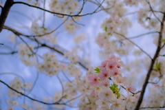 春が来た。18
