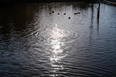 野鳥の居る池1