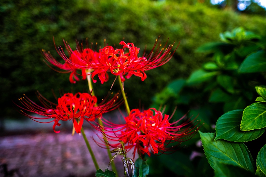 曼珠沙華