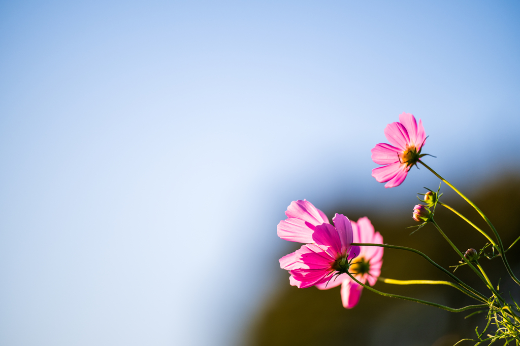 秋の花