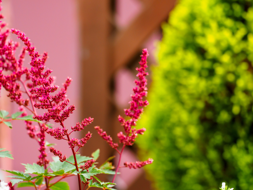 ベランダの花達〜2