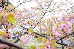 河津桜