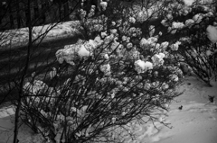 雪ぼうし