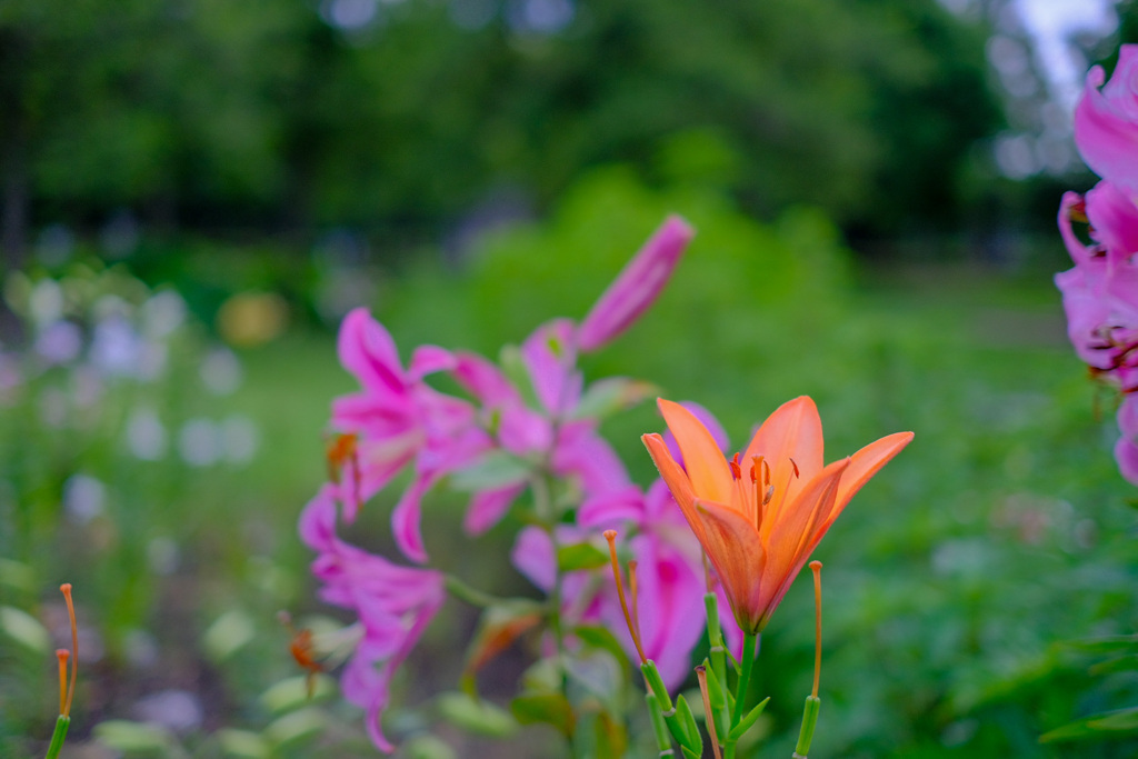 公園の花4