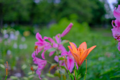 公園の花4