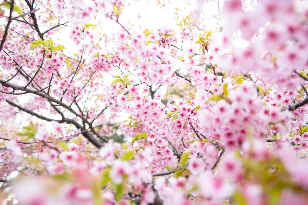 河津桜