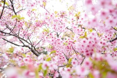 河津桜