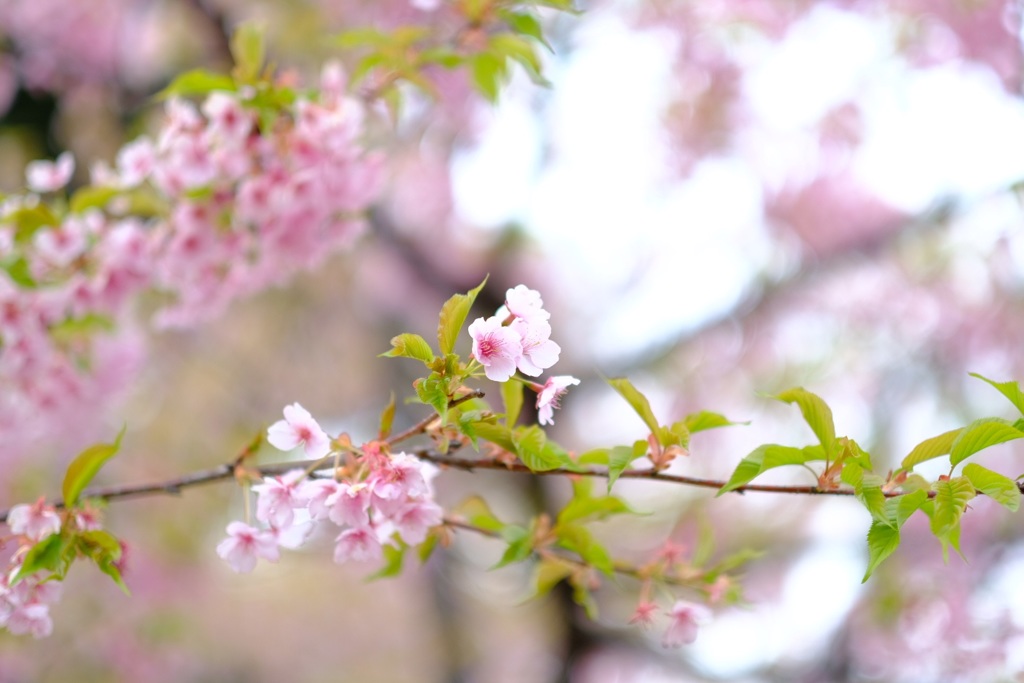 河津桜
