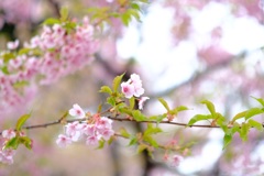 河津桜