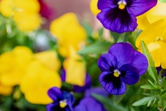 庭の花5