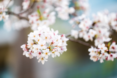 桜前線