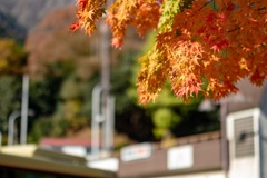 秋深し紅葉