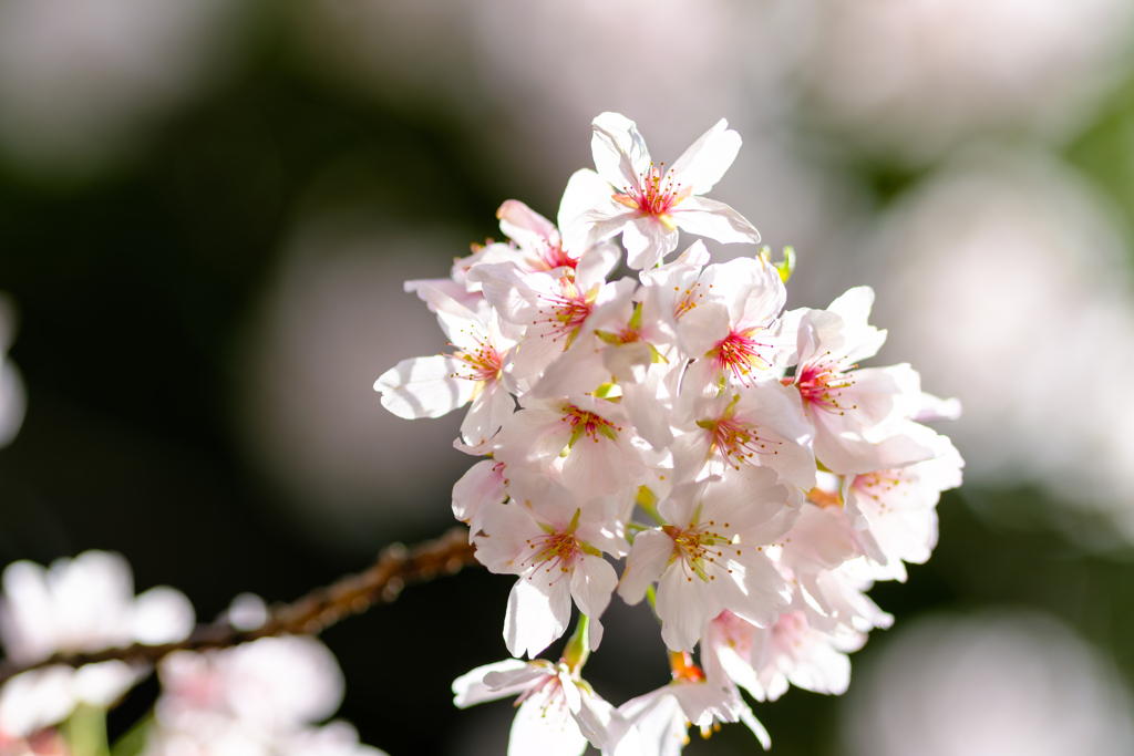 桜〜5